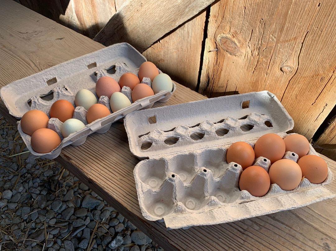 Country Log House Farm Bed and Breakfast主图