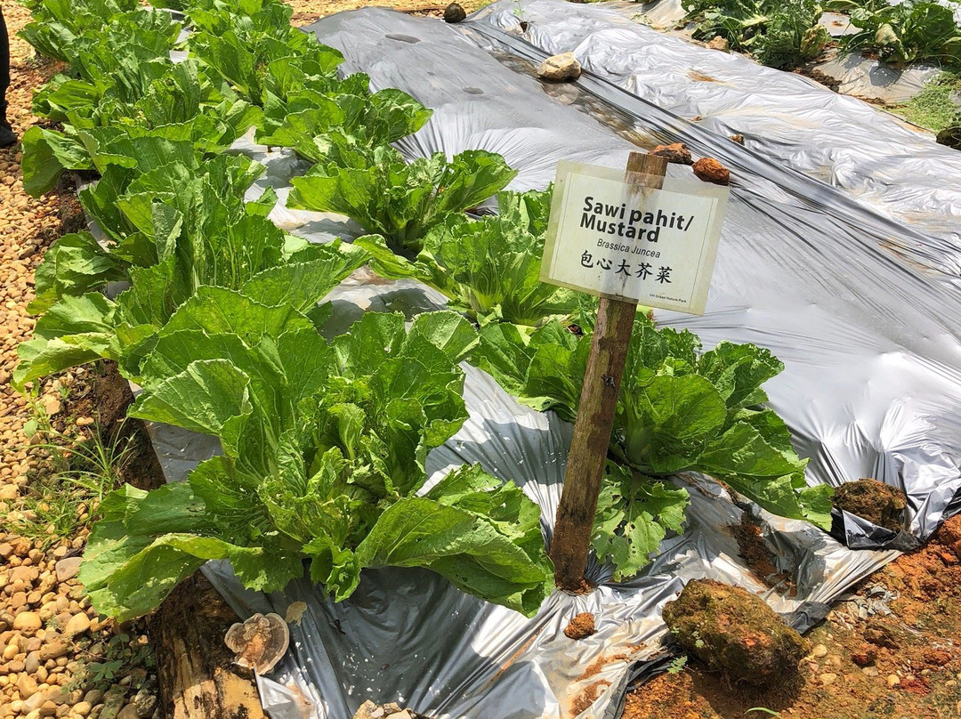 VH Green Nature Park-古晋必去景点