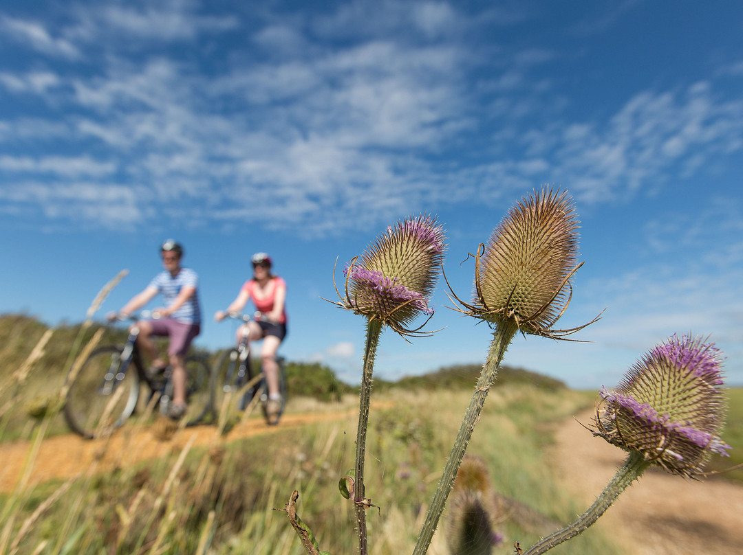 Cyclexperience (new Forest)景点图片