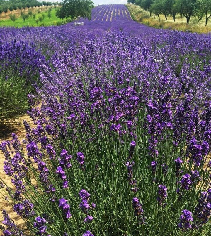 Lavanda Oas-Satu Mare必去景点