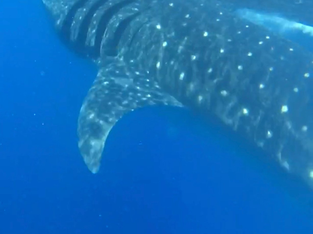 Holbox Whale Shark Tours-Holbox Island必去景点