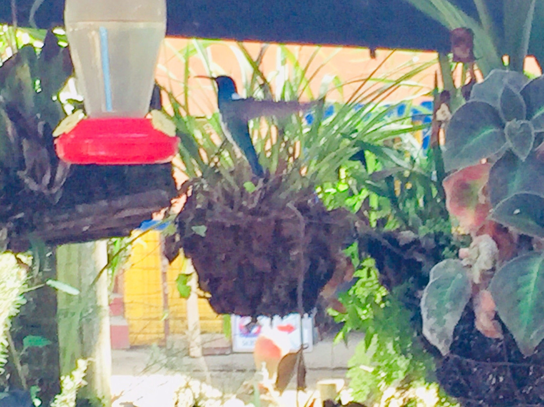 Finca Tematica La Divisa-Filandia必去景点