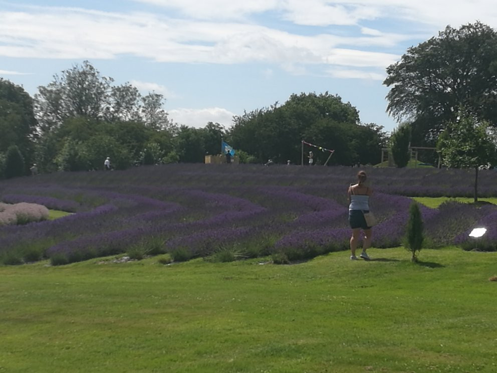 Yorkshire Lavender景点图片