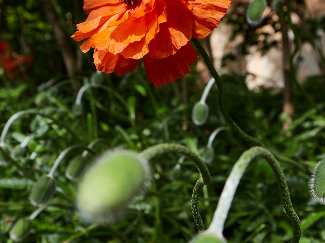 Botanic Garden Borika-Ihtiman必去景点