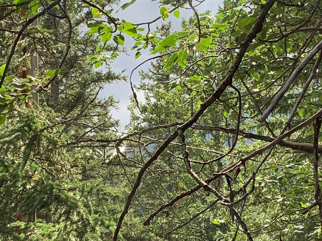 Harvie Heights酒店住宿-Canadian Artisans B&B