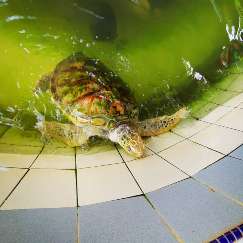 Cherating Turtle Sanctuary景点图片