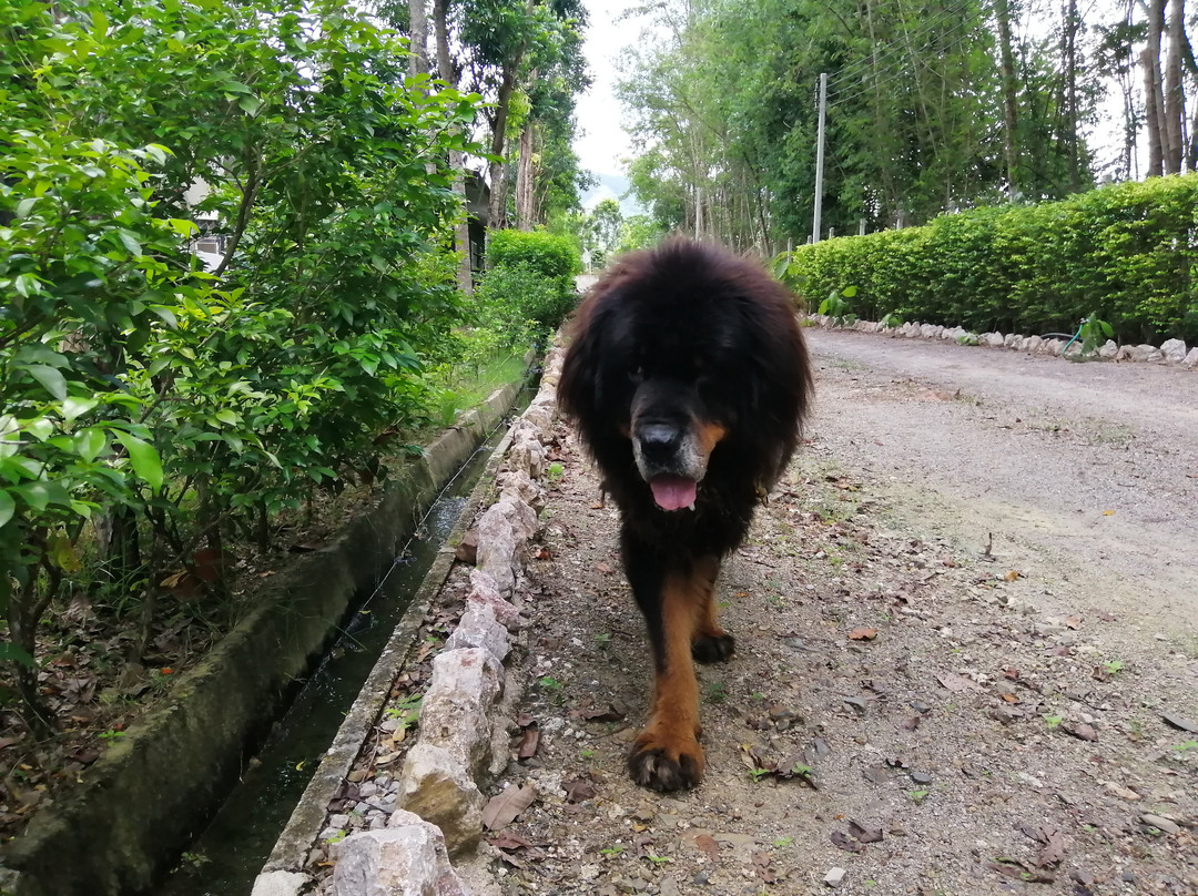 Dogin景点图片
