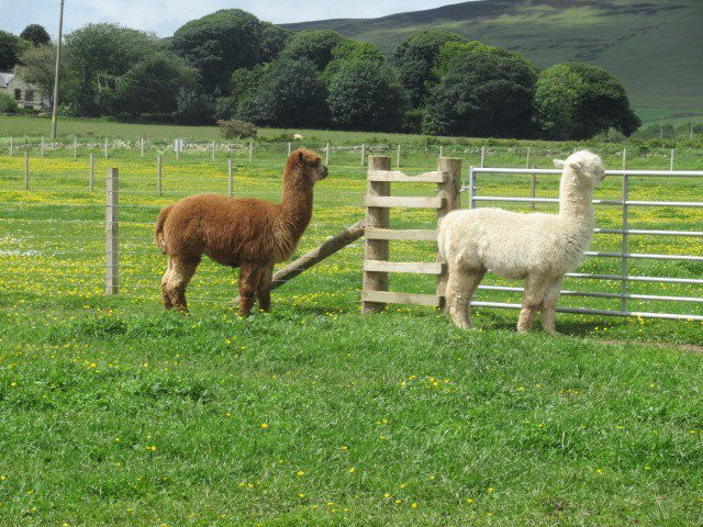 Balnuith Alpacas景点图片