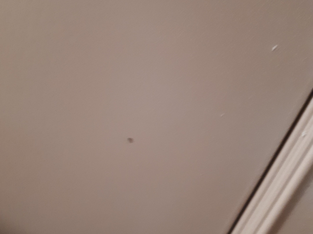 Silver Birch Motel主图