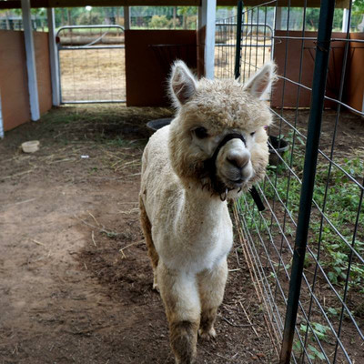 Yule Forest-Stockbridge必去景点