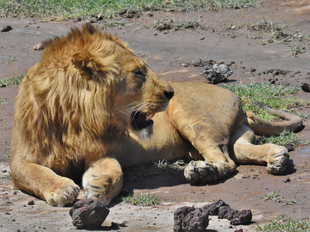 Ngorongoro Crater景点图片