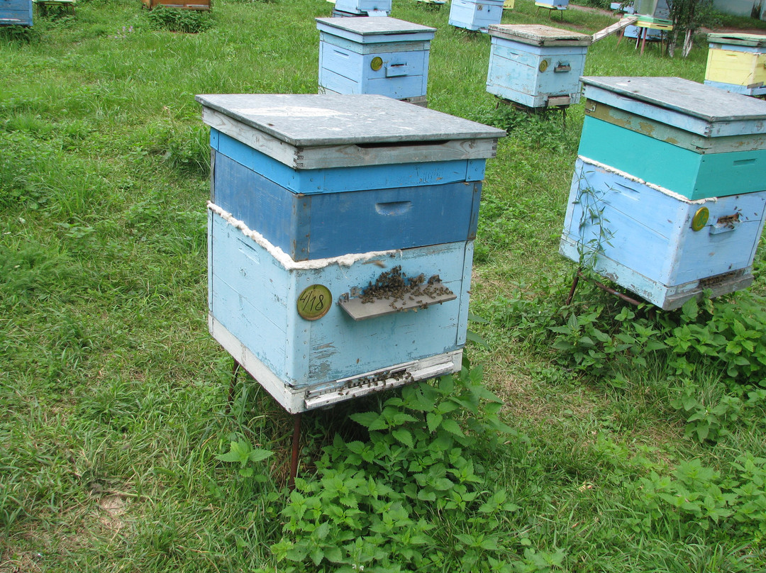 Museum of the History of Beekeeping景点图片