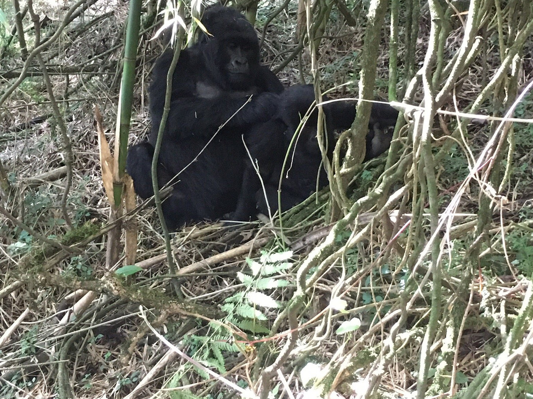 Engagi Safaris-恩德培必去景点