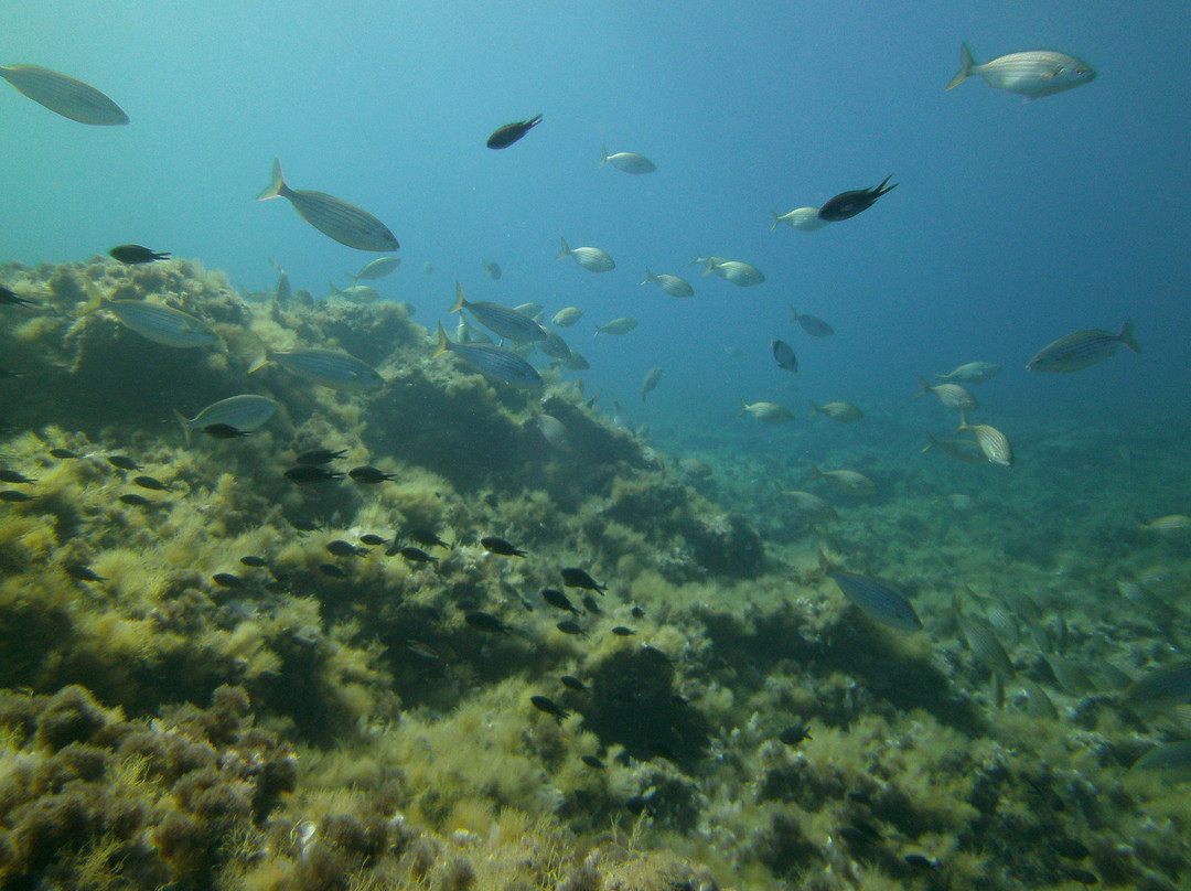 S'Algar Diving景点图片