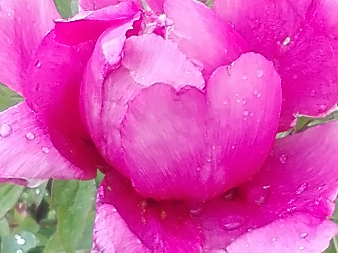 Moutan Botanical Center景点图片