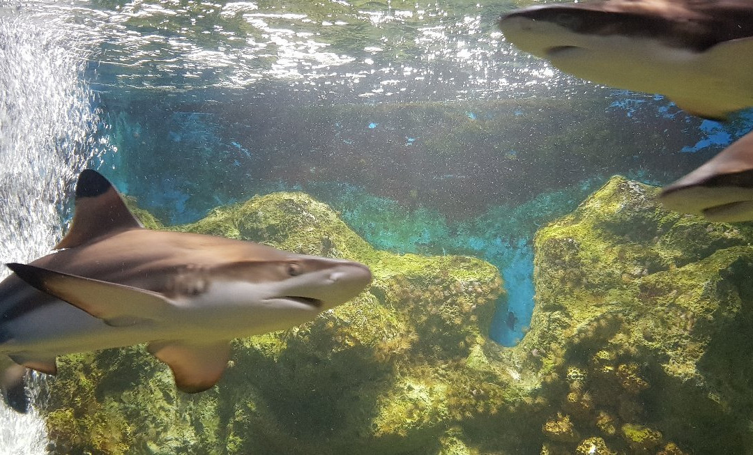 Kung Kraben Aquarium-科隆库必去景点