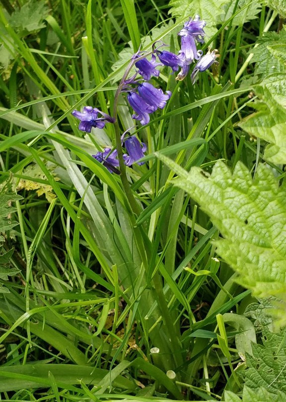 Randalstown Forest Nature Reserve景点图片