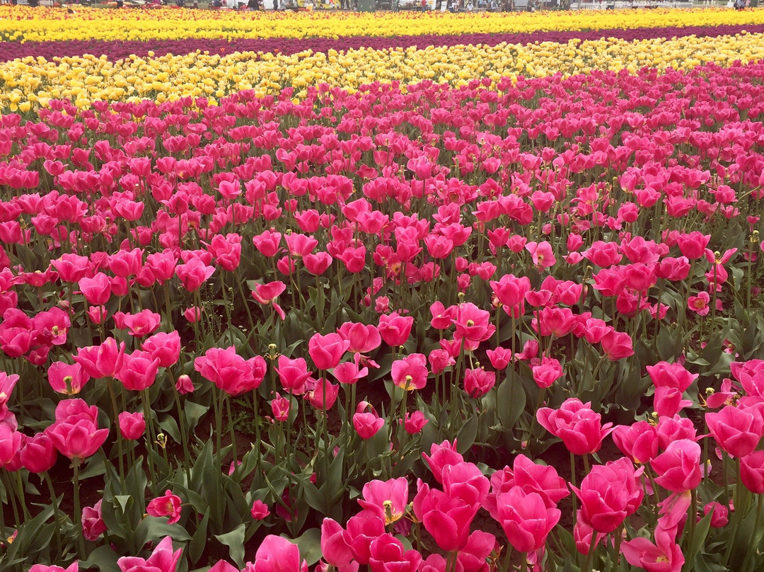 Wooden Shoe Tulip Farm景点图片