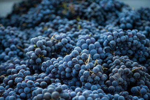 WineWeinVinoVin-巴塞尔必去景点