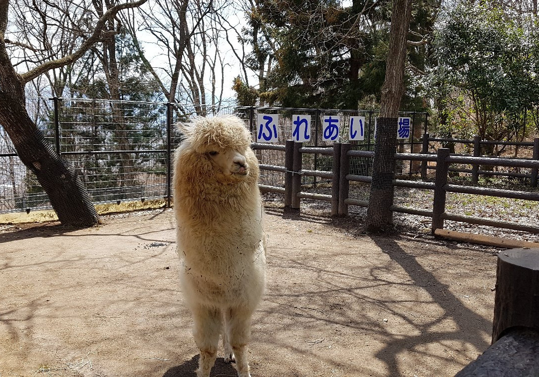 Nagano Chausuyama Zoo景点图片