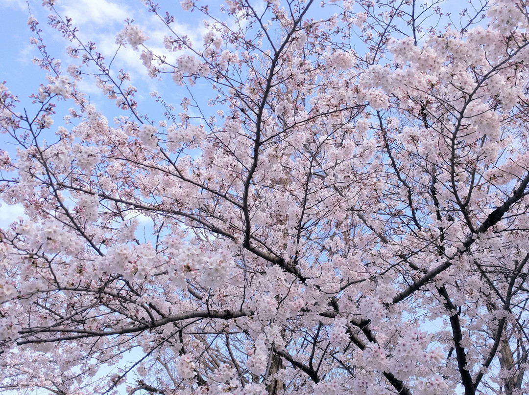 Motofuchi Park-足立区必去景点