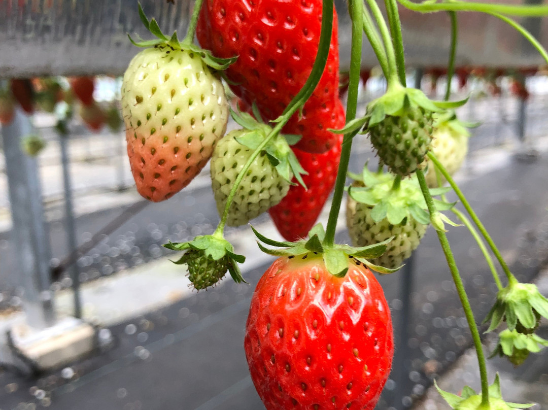 Strawberry Land Nakanishi-东伊豆町必去景点