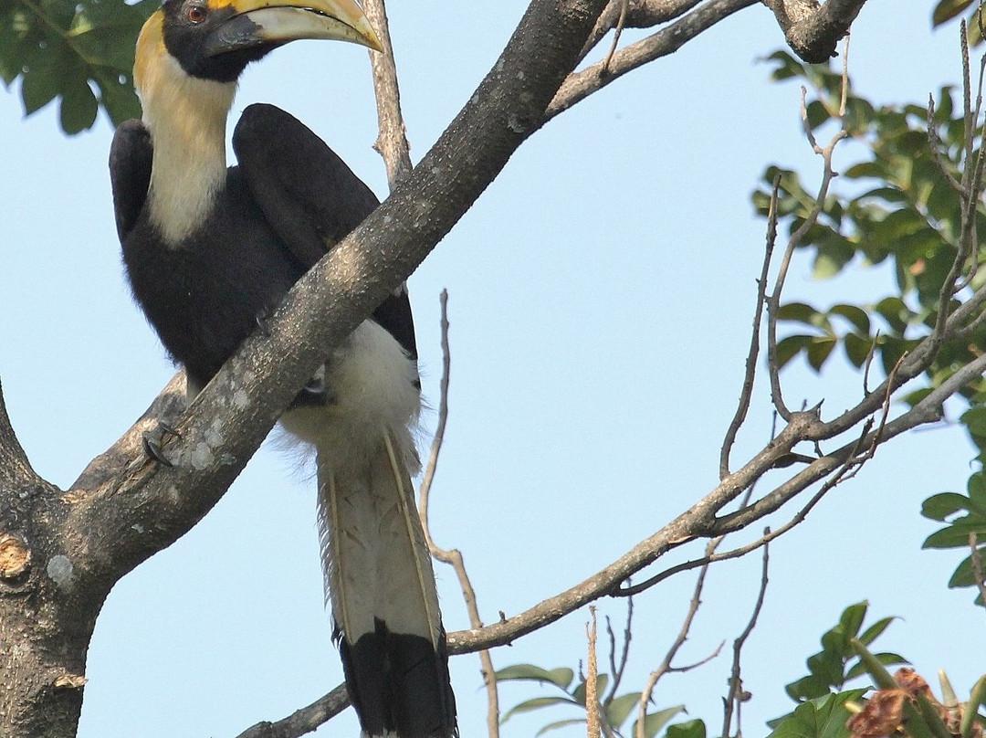 Amrutes' Nisarga Sahavas主图