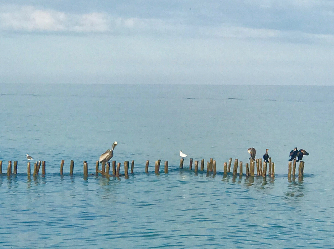 Bears En La Playa主图