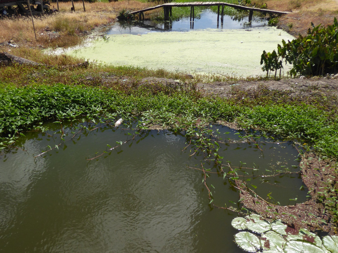 Commewijne River-帕拉马里博必去景点