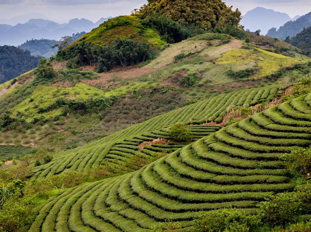 Moc Chau Tea Plantation景点图片