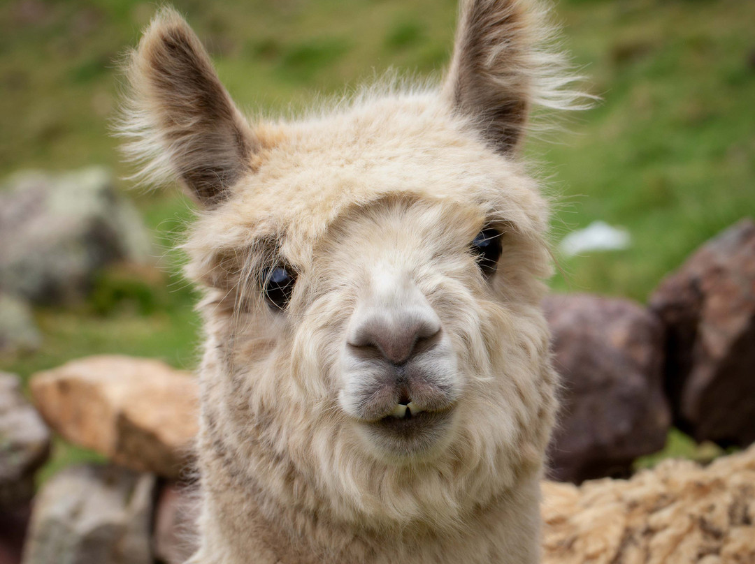 Ayni Peru Expedition景点图片