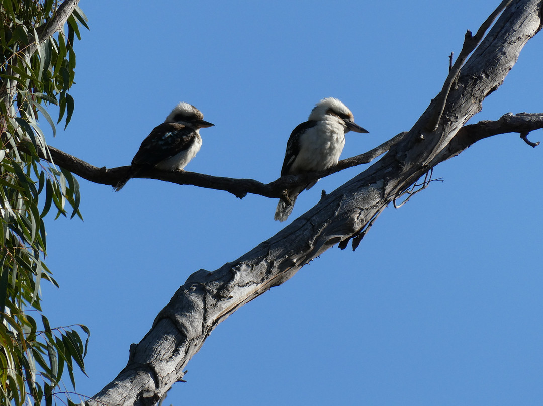 Unforgettable Houseboats-Mannum必去景点