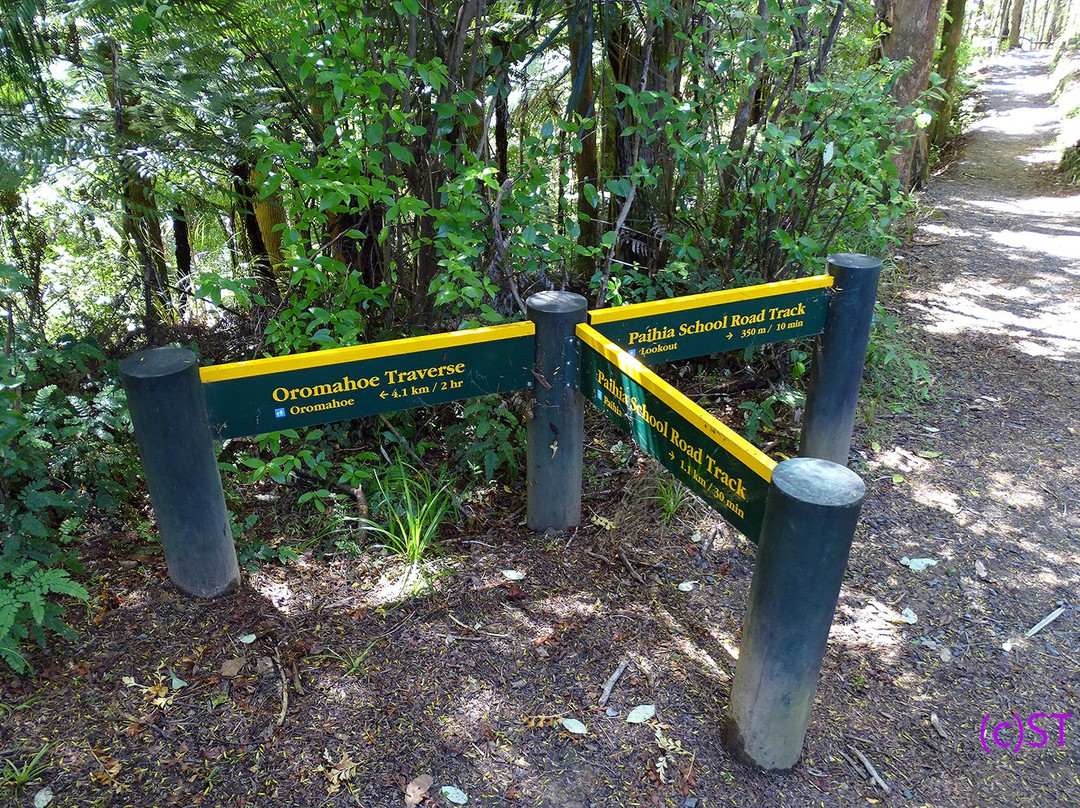 Opua Forest Lookout Track景点图片