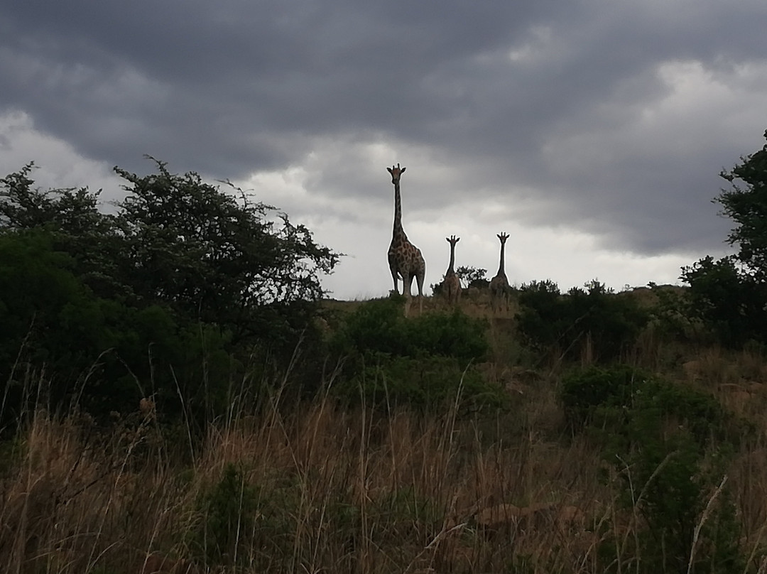 Badgerleur Bush Lodge主图