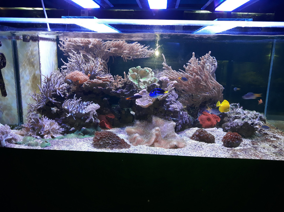 Aquarium景点图片