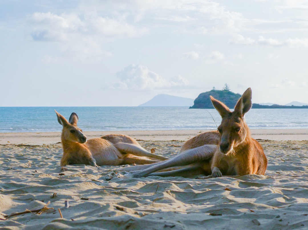 Mackay Region Visitor Information Centre Tours-Cape Hillsborough必去景点