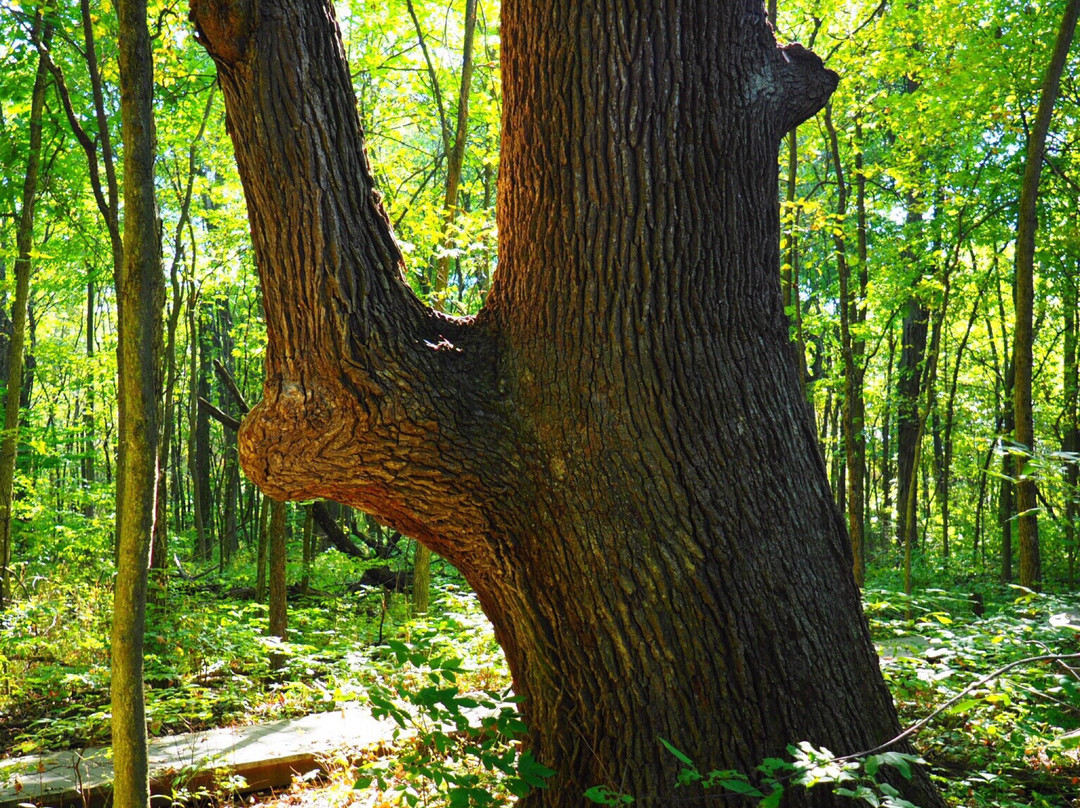 Lawrence Woods State Nature Preserve景点图片