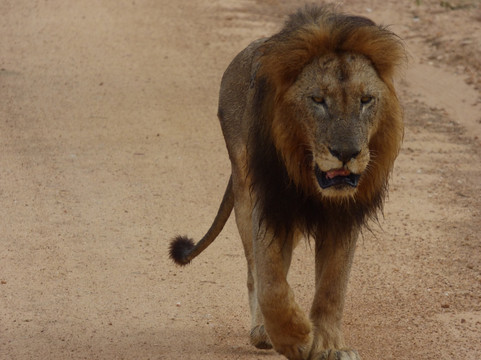 Moving On African Grounds-雾观必去景点