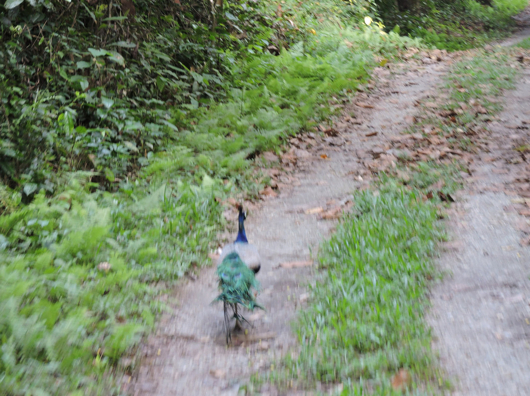 Chilapata Wildlife Sanctuary景点图片