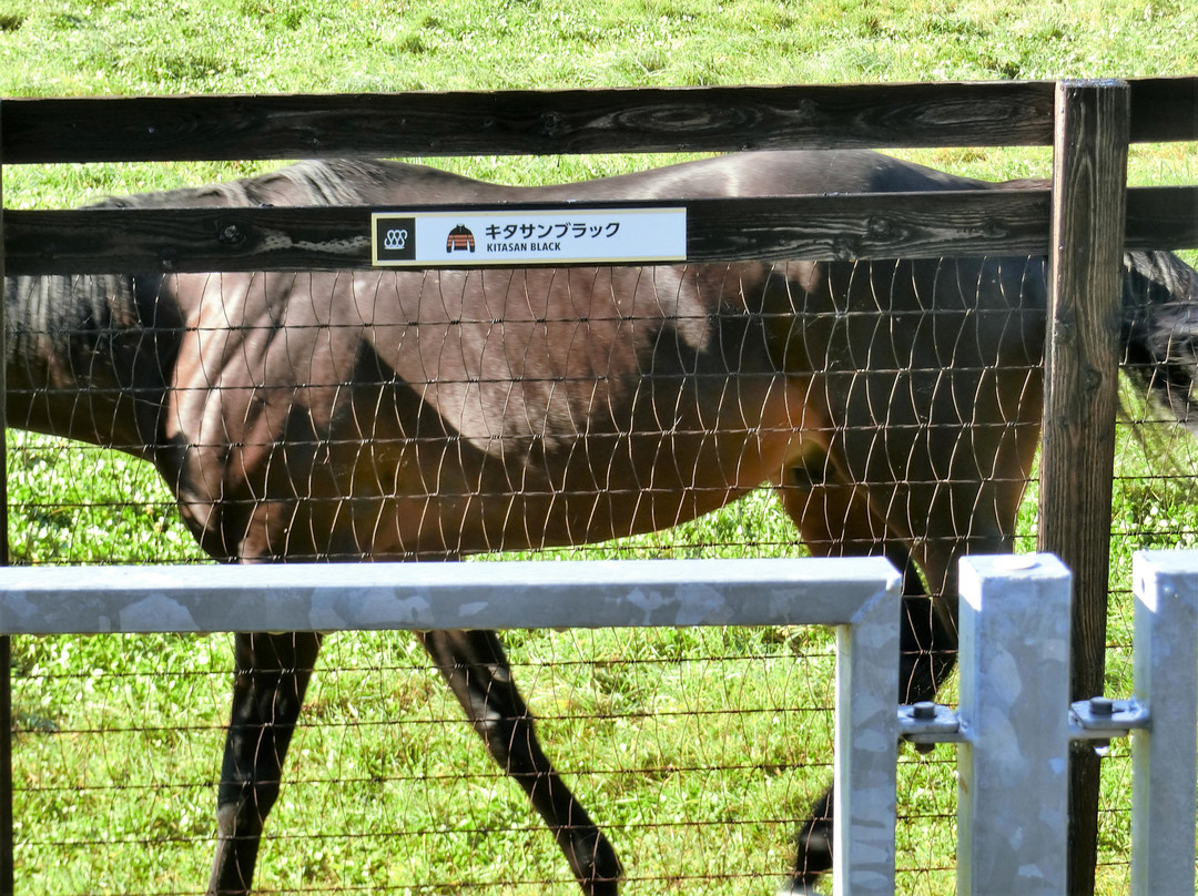 Shadai Stallion Station-安平町必去景点