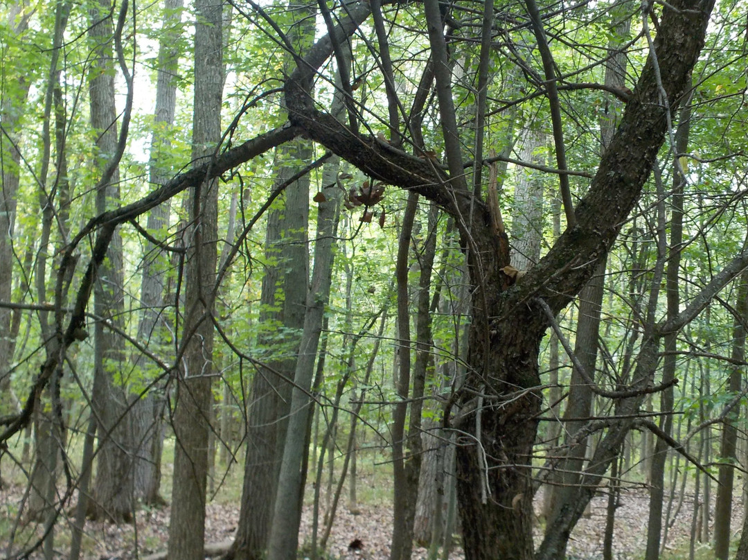 Swallow Hollow Nature Trail景点图片