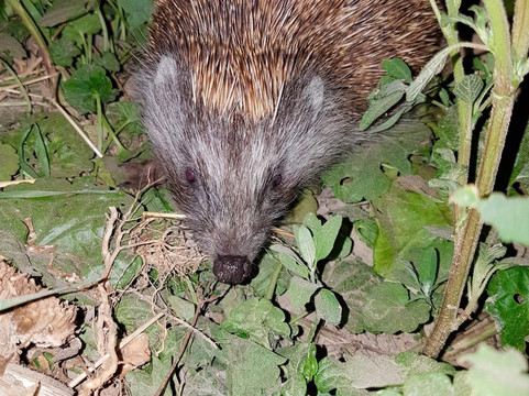 怀恩布利克别墅酒店主图