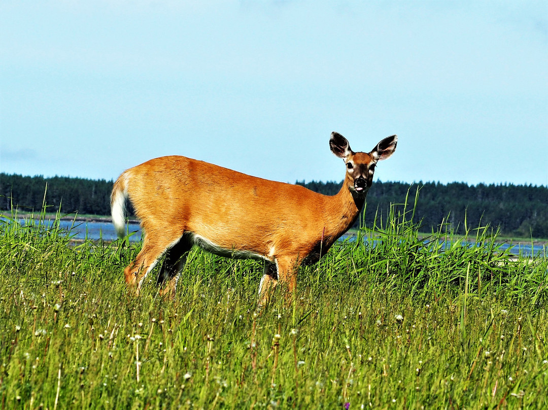 Parc National d'Anticosti-Port-Menier必去景点