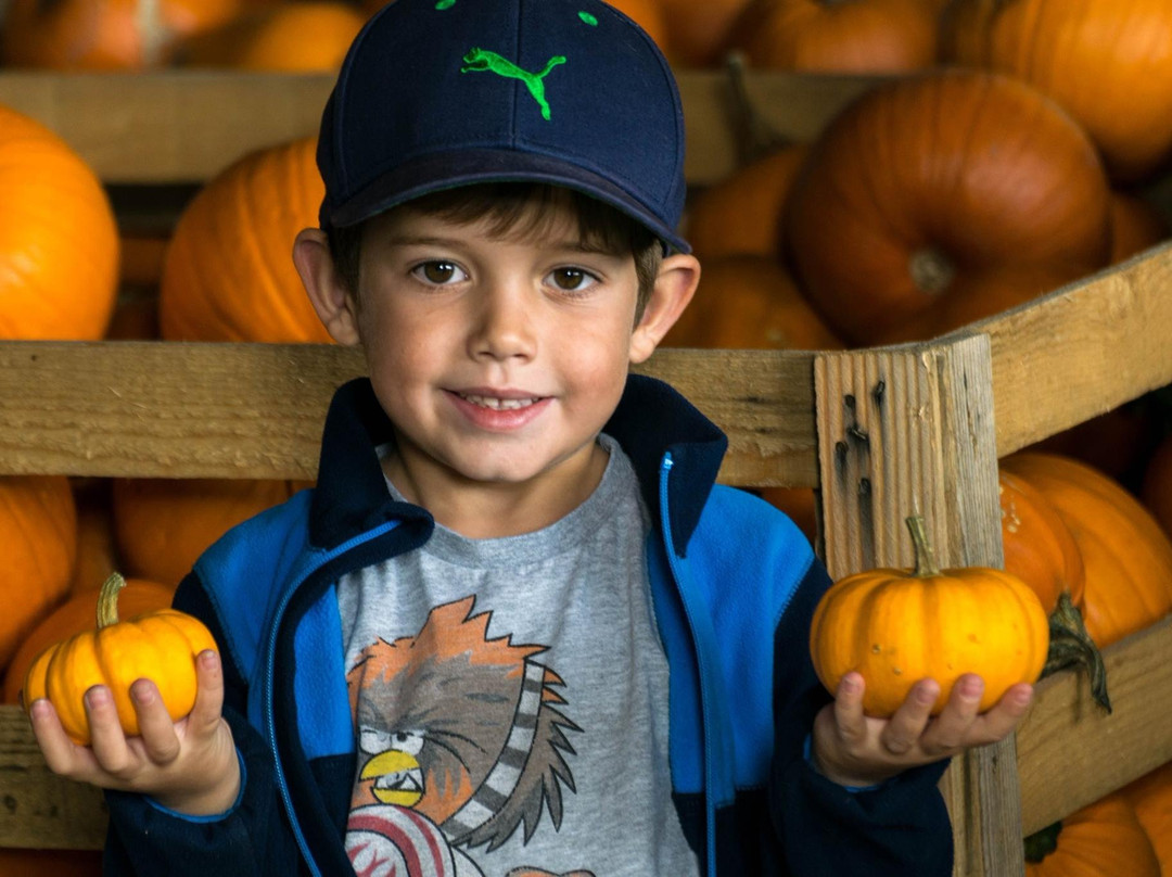 Pumpkin Farm Bykoš景点图片