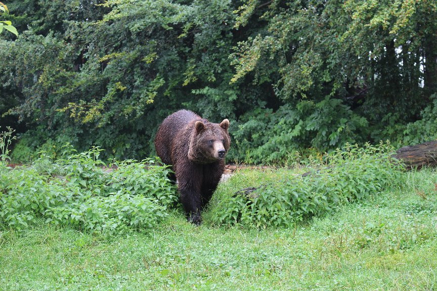 Barenwald Arbesbach-Arbesbach必去景点