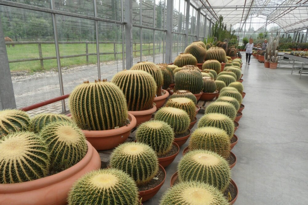 Kakteenland Steinfeld景点图片