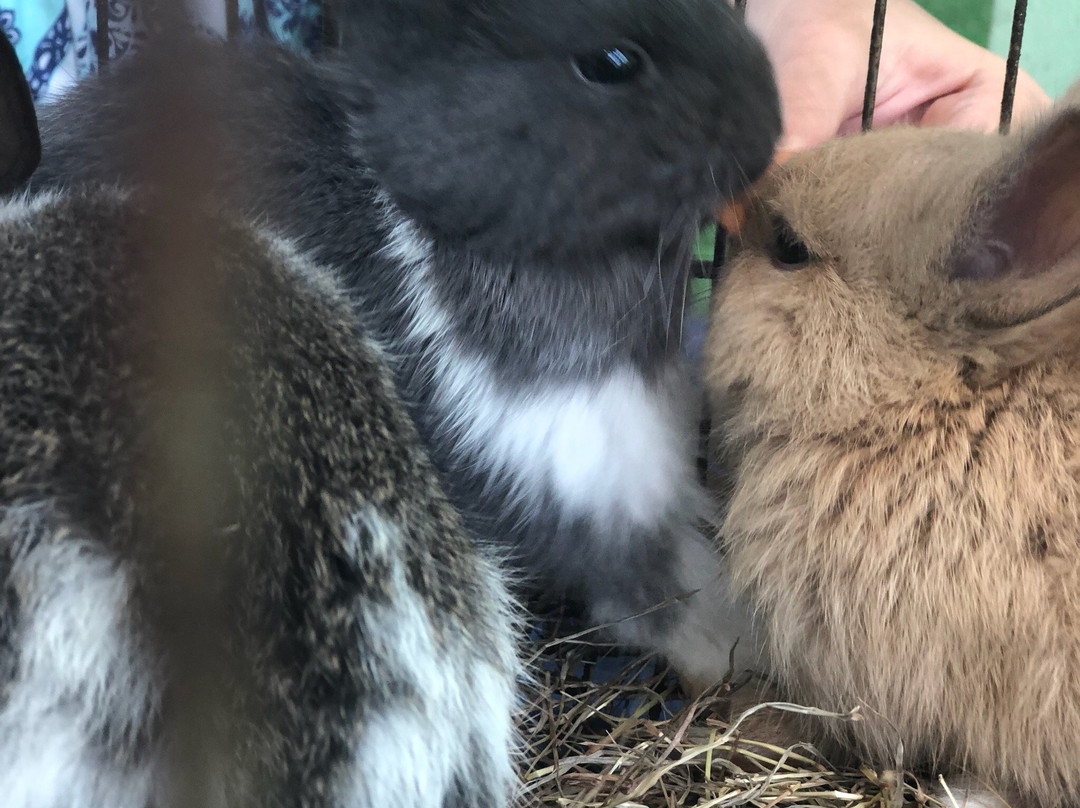 Samui Sheep Farm & Salad Bar景点图片