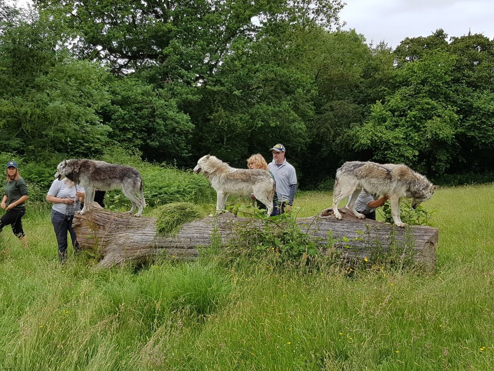 UK Wolf Conservation Trust景点图片