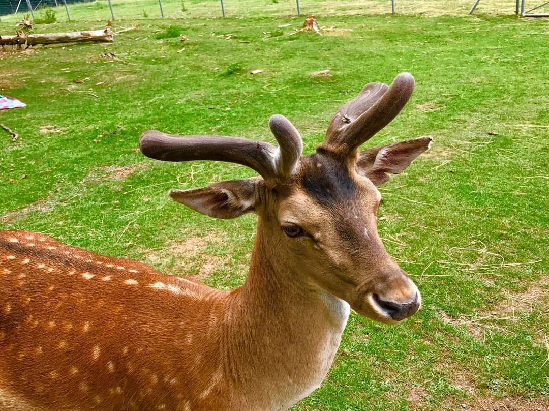 Bergwildpark-Germerode必去景点
