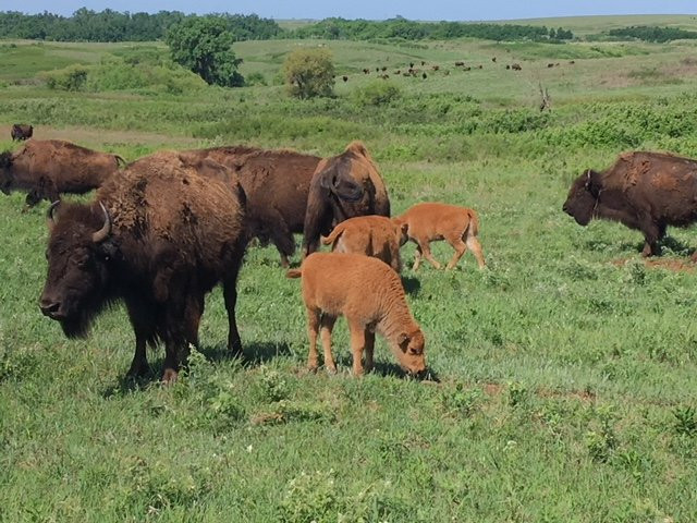Maxwell Wildlife Refuge-Canton必去景点